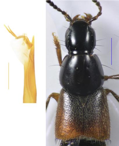 Réf. 321 075 : Heterothops stiglundbergi